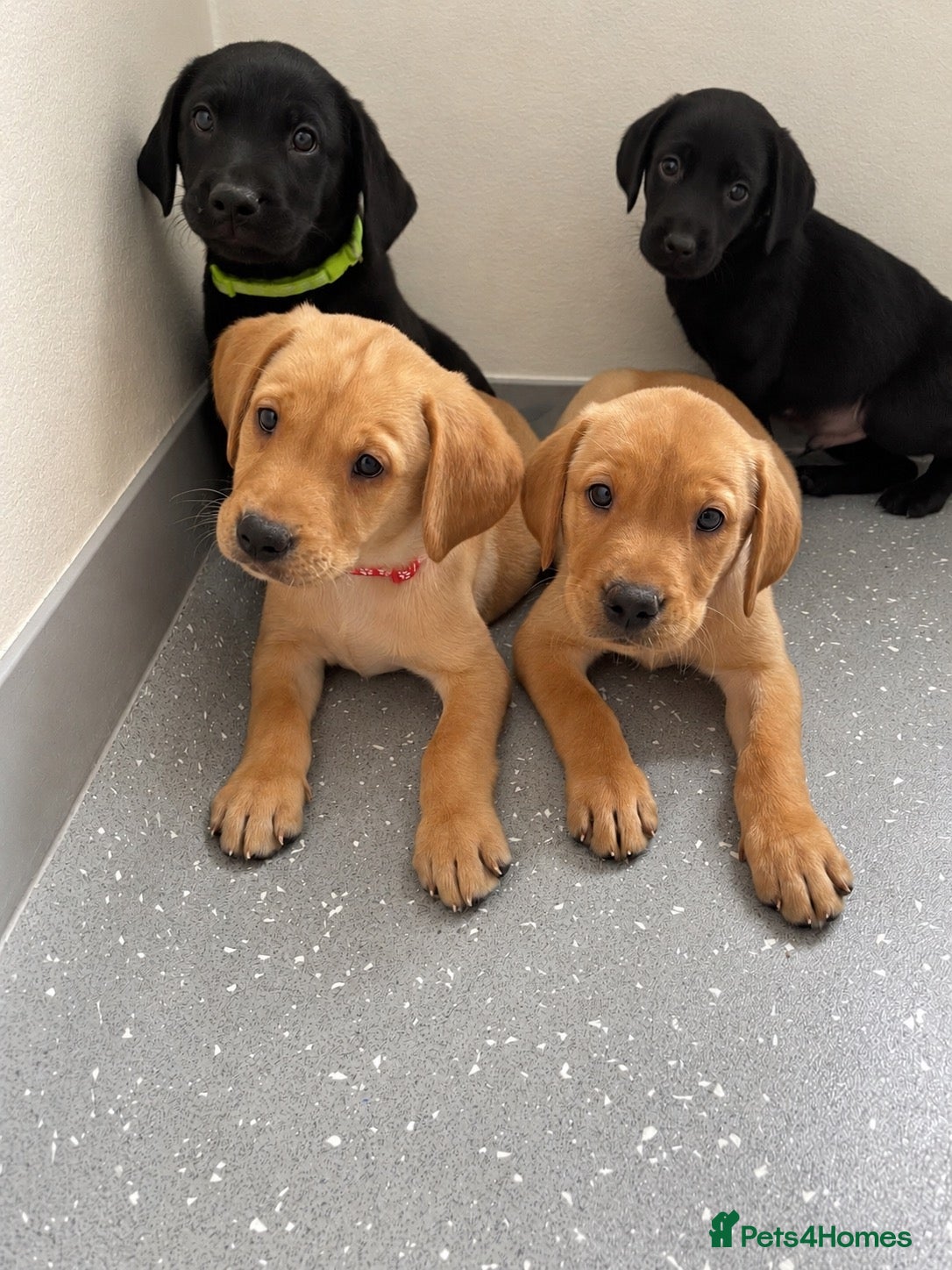 Labrador Retriever dogs Beautiful KC Labrador Pups - Advert 1