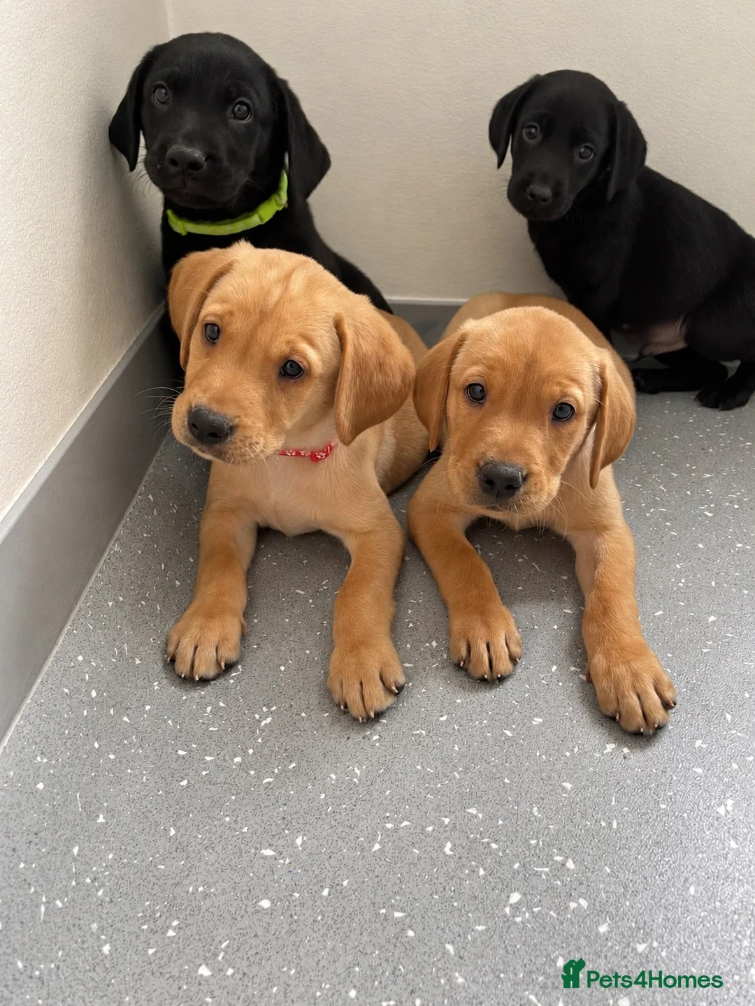 Labrador Retriever dogs for sale: Beautiful KC Labrador Pups Ready To Leave - Advert 2