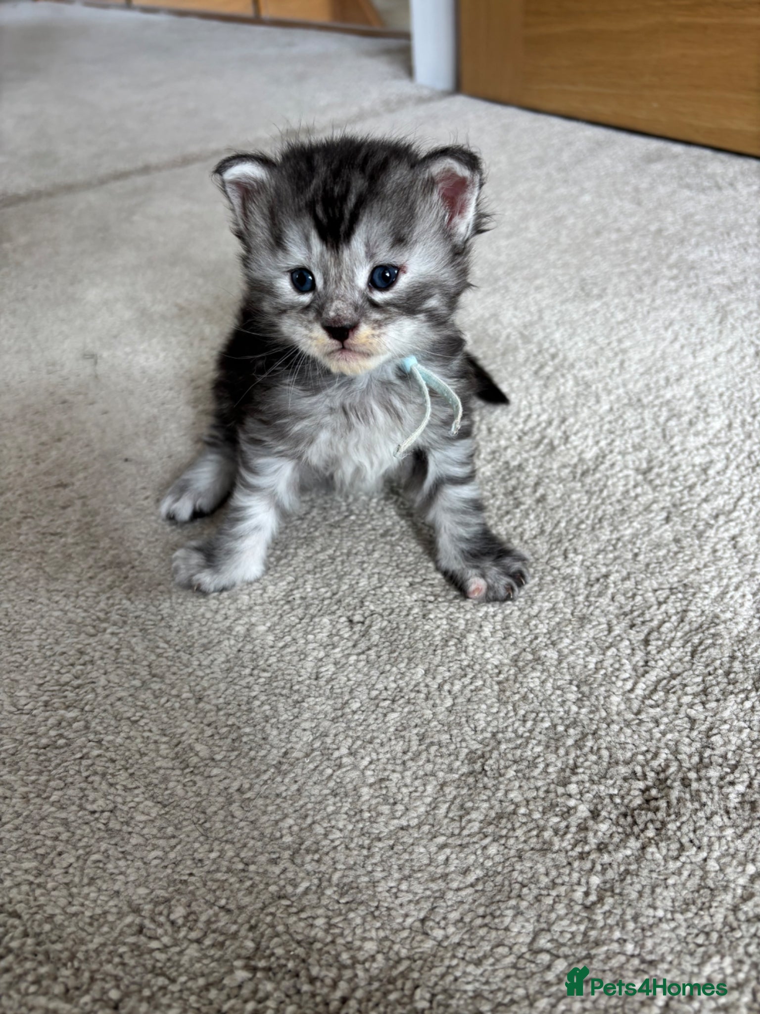 Maine Coon cats for sale: TICA Maine Coon Kittens  - Advert 5