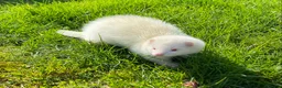 Ferret rodents for sale: Ferret for sale  - Advert 4