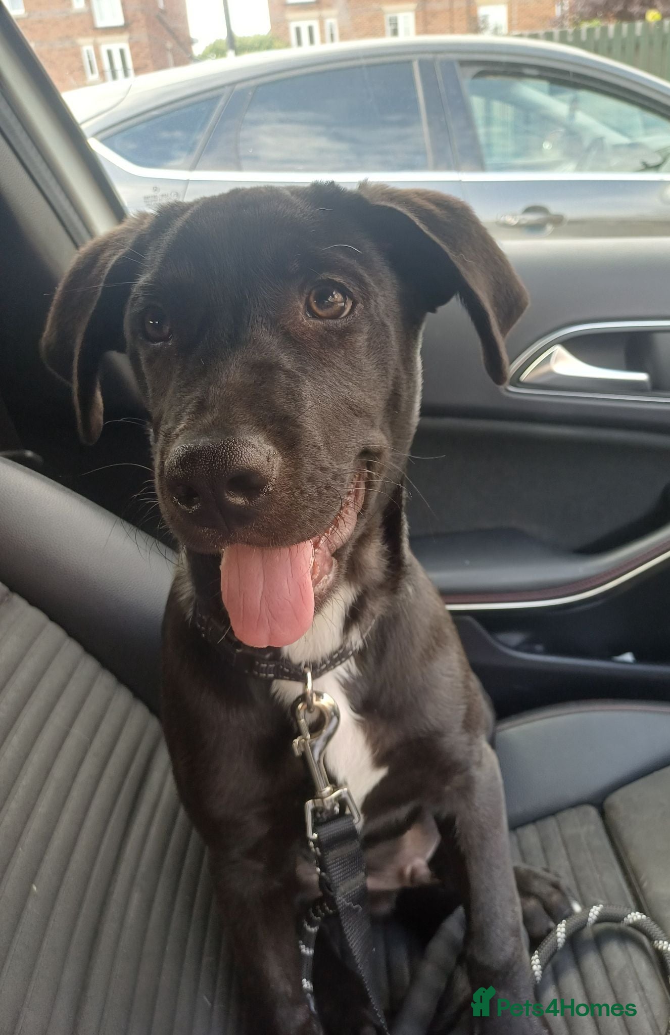 Mixed Breed dogs Lab cross rottweiler for sale - Advert 2