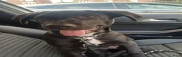 Mixed Breed dogs for sale: Lab cross rottweiler for sale - Advert 1