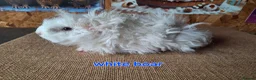 Guinea Pig rodents for sale: Lunkarya  - Advert 15