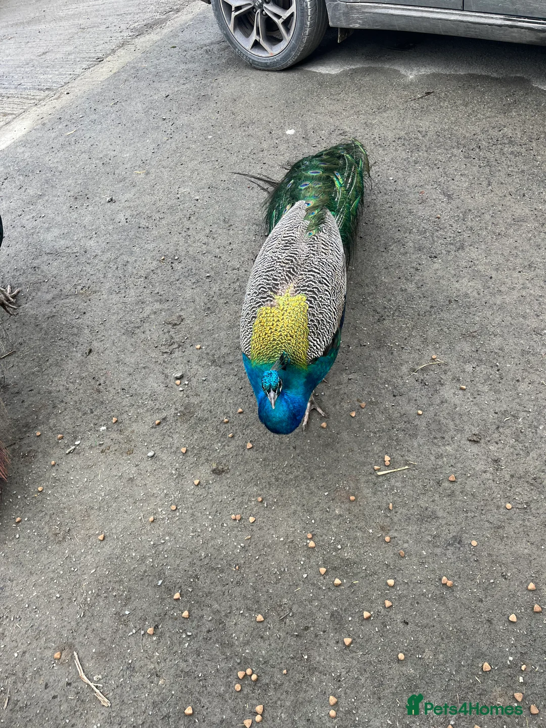 Peafowl poultry for sale: Peacock male 3 years  2x peacocks 1 year old  in Okehampton - Advert 2