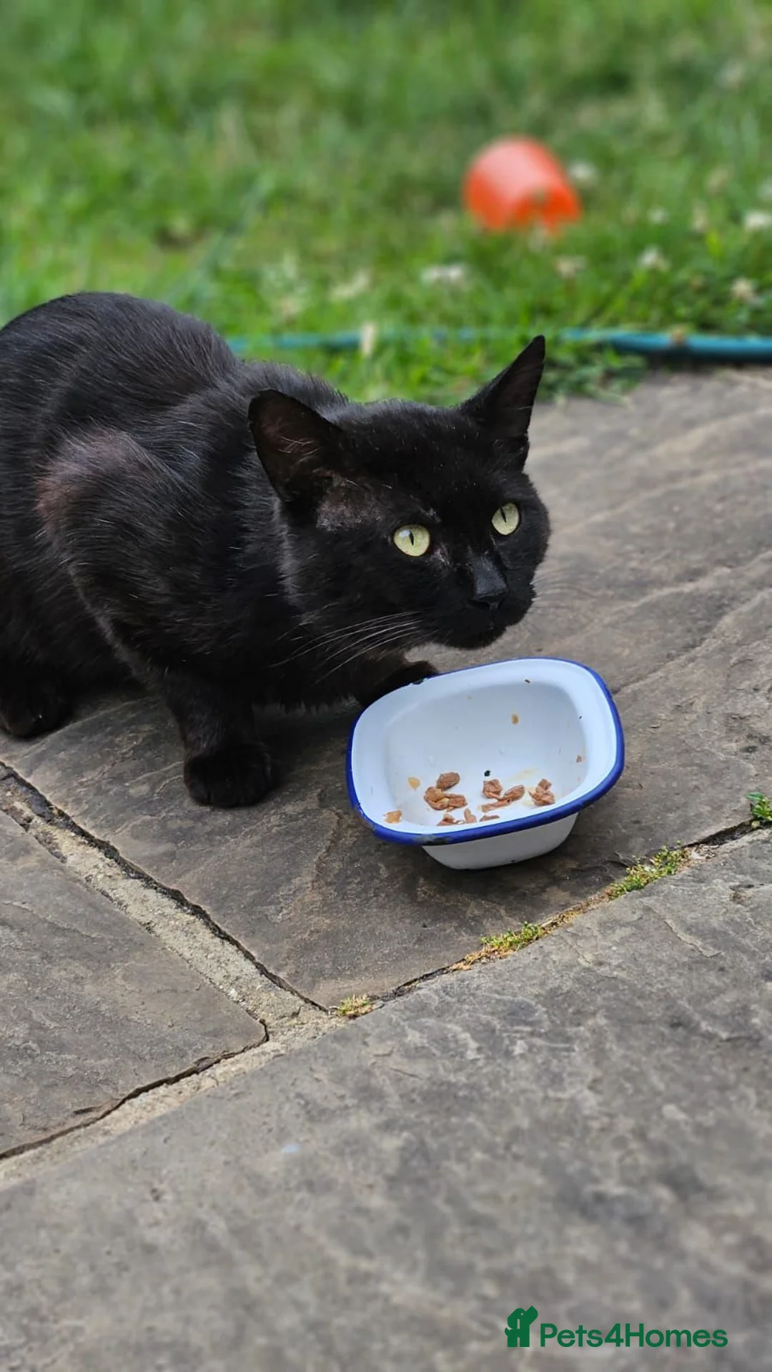 Mixed Breed cats for adoption: Male Adult Rescue Cat for Adoption - Advert 9