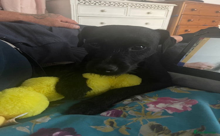 Patterdale Terrier dogs - Advert 3