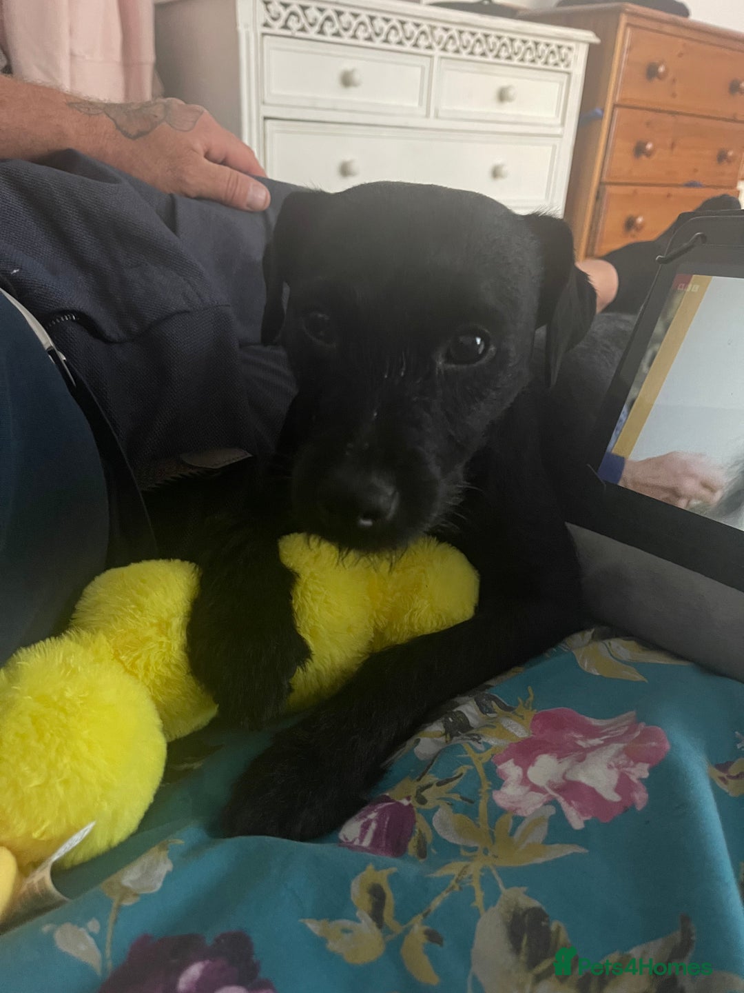 Patterdale Terrier dogs for sale: Patterdale puppies - Image 1