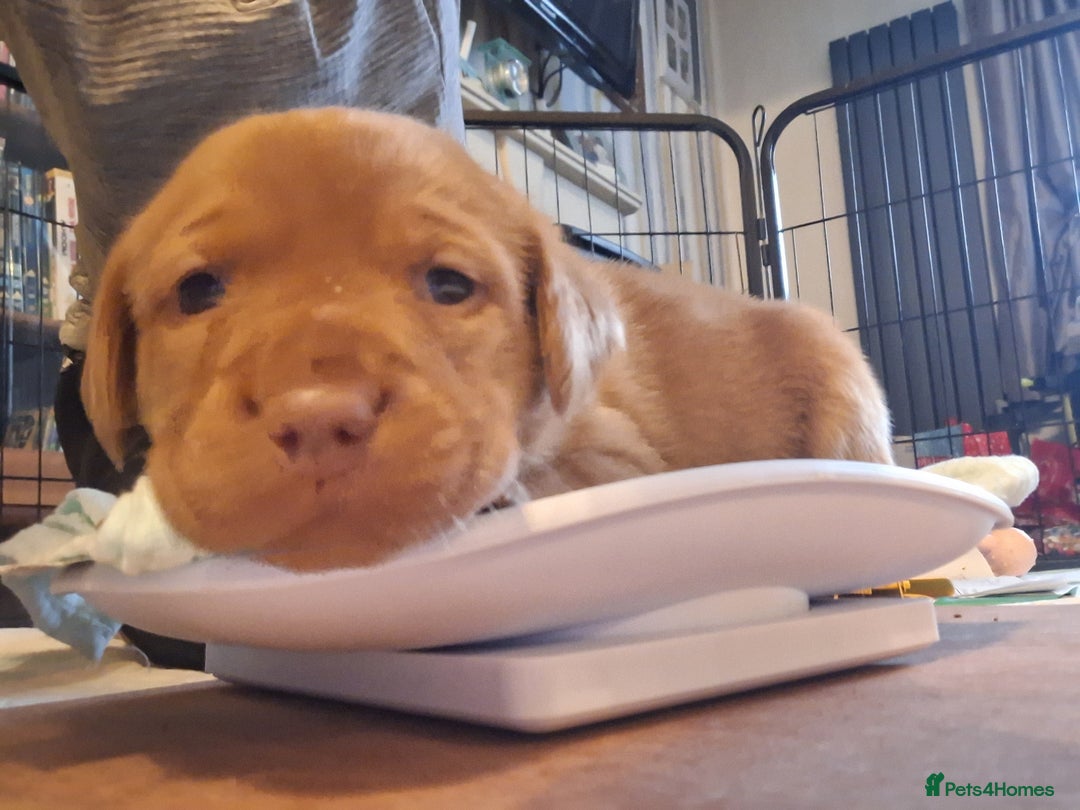 Labrador Retriever dogs for sale: Fox Red Labrador pups - Advert 21
