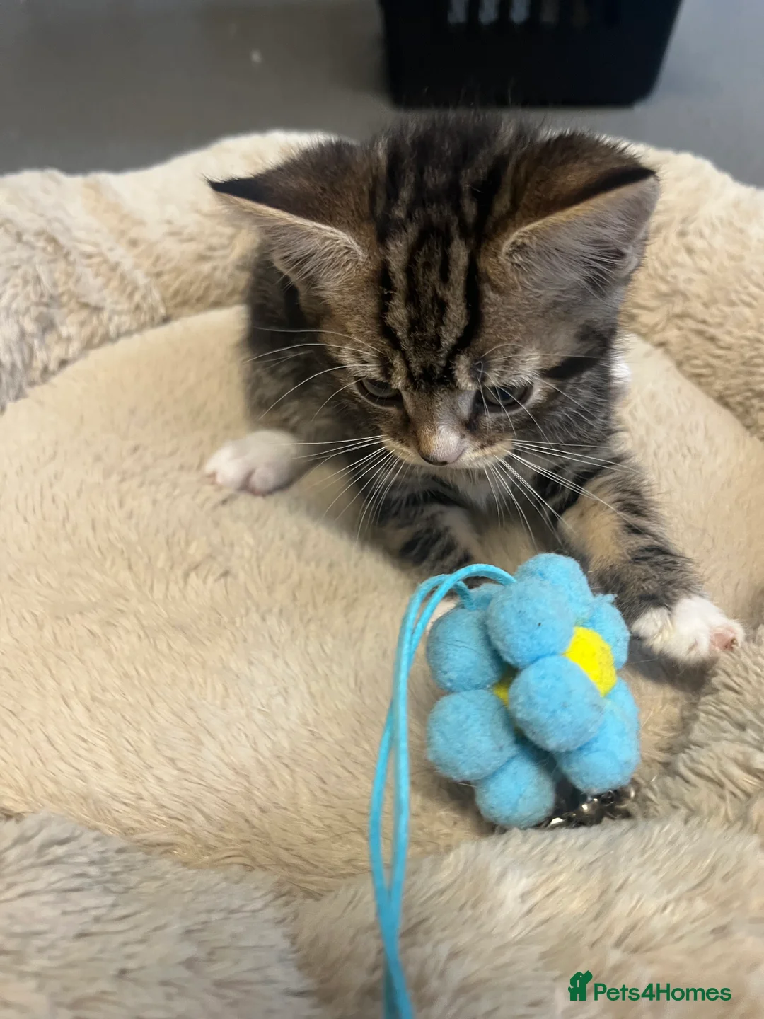 Mixed Breed cats for sale: Stunning 7 week old Mixed Breed Male Tabby Kittens - Advert 8