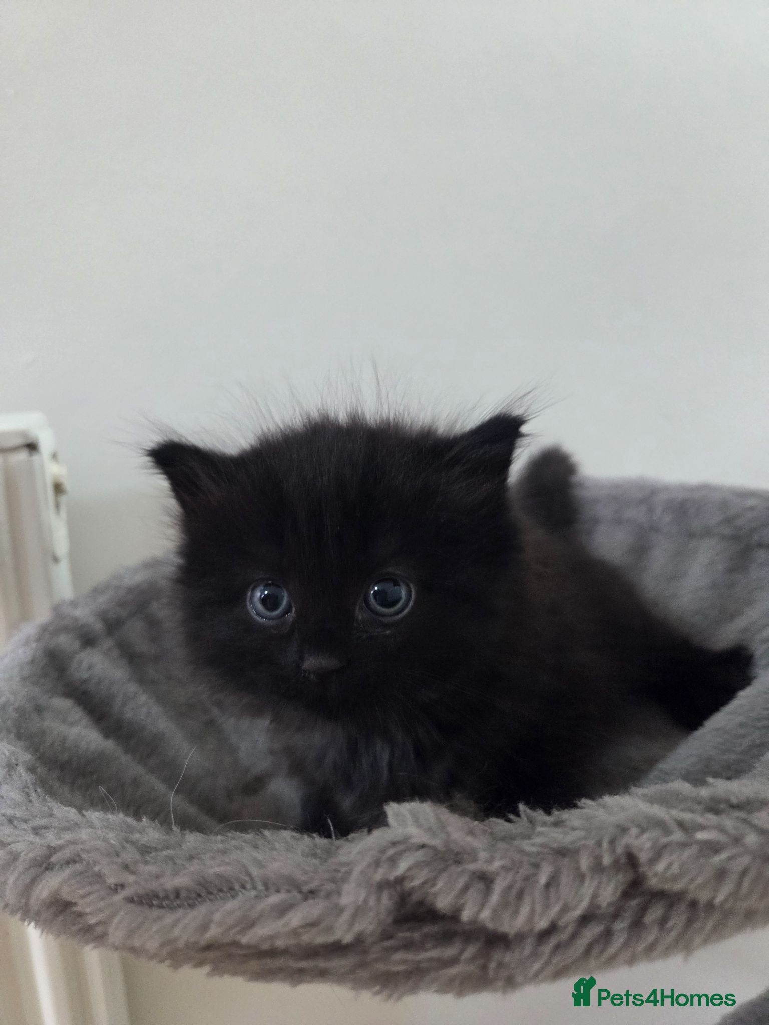 Ragdoll cats Two beautiful fluffy kittens  - Advert 6