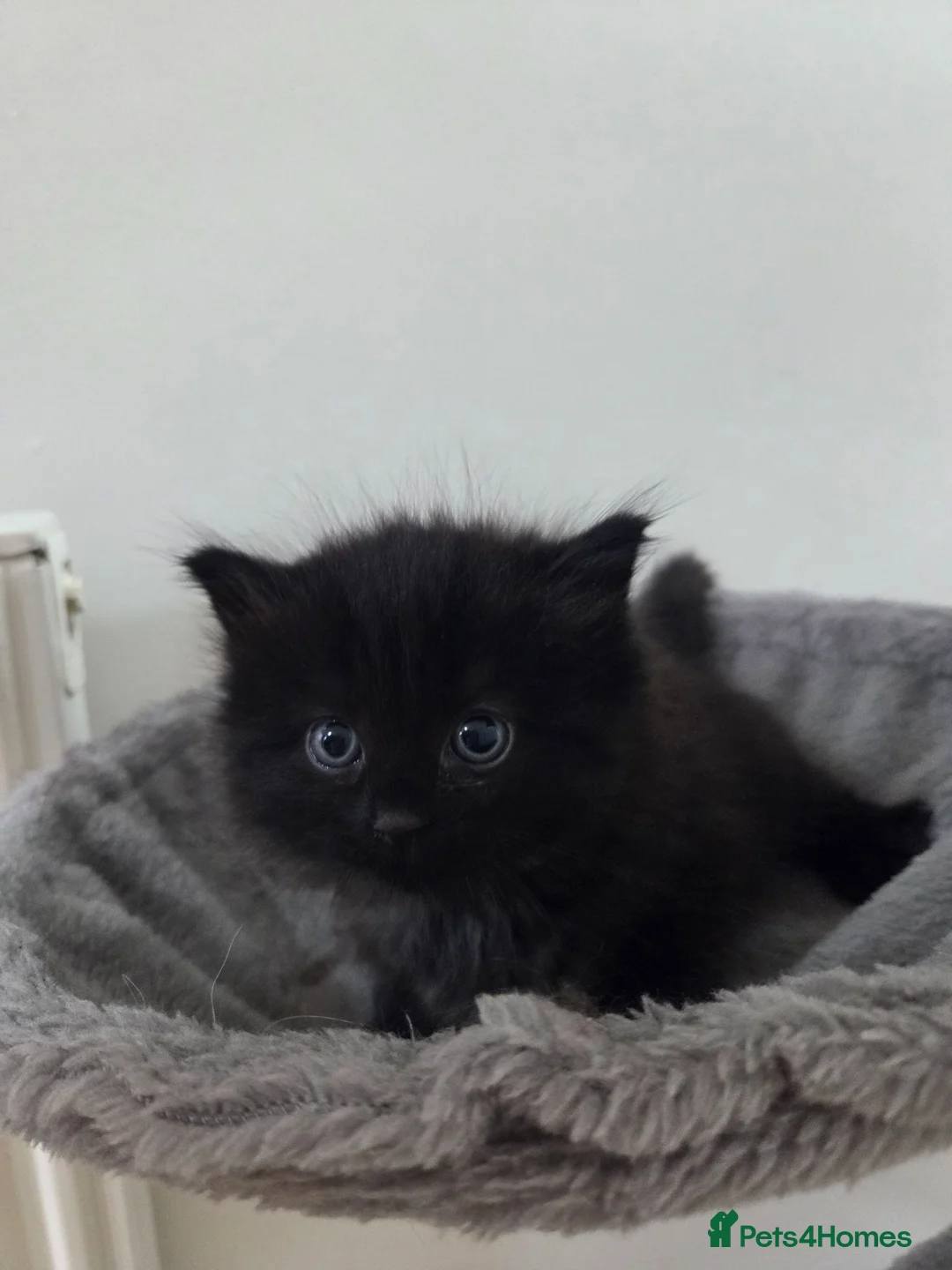 Ragdoll cats for sale: Two beautiful fluffy kittens  in Nottingham - Advert 1