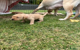 Labrador Retriever dogs for sale: Beautiful Labrador Puppies  - Image 20