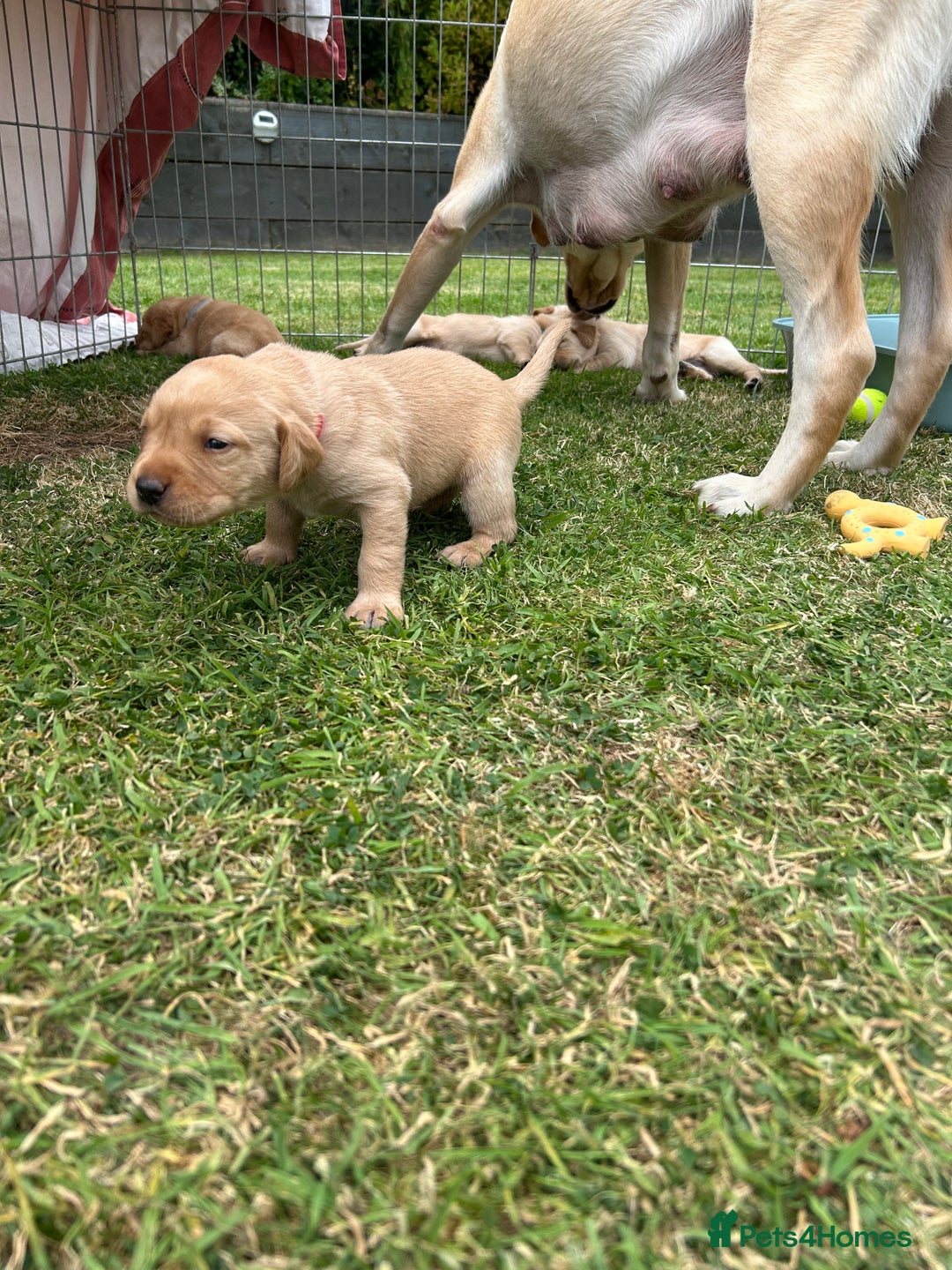 Labrador Retriever dogs for sale: Beautiful Labrador Puppies  - Image 20