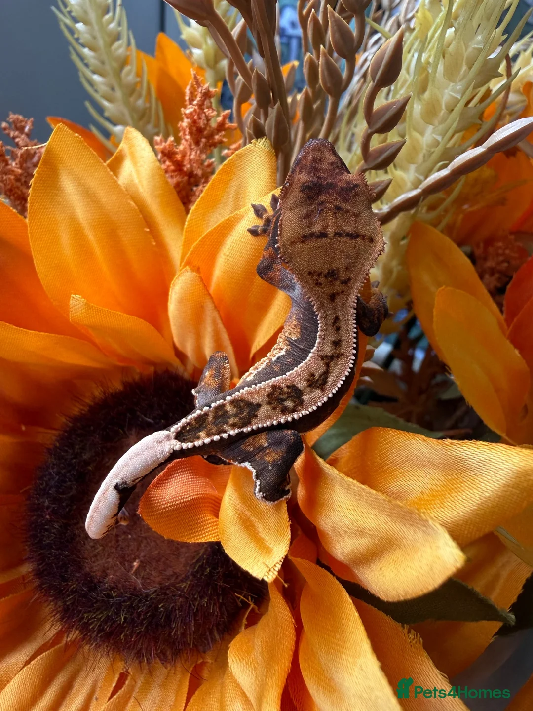 Gecko reptiles for sale: Stunning crested gecko baby  - Advert 2