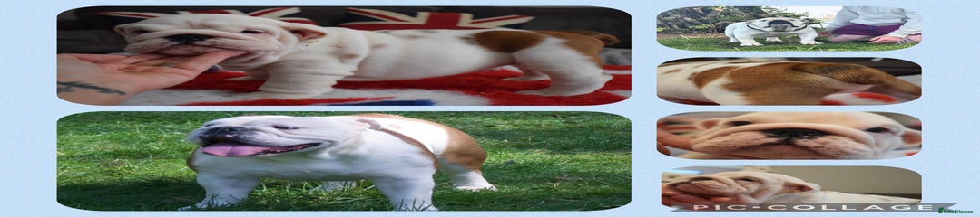 English Bulldog Puppy 1