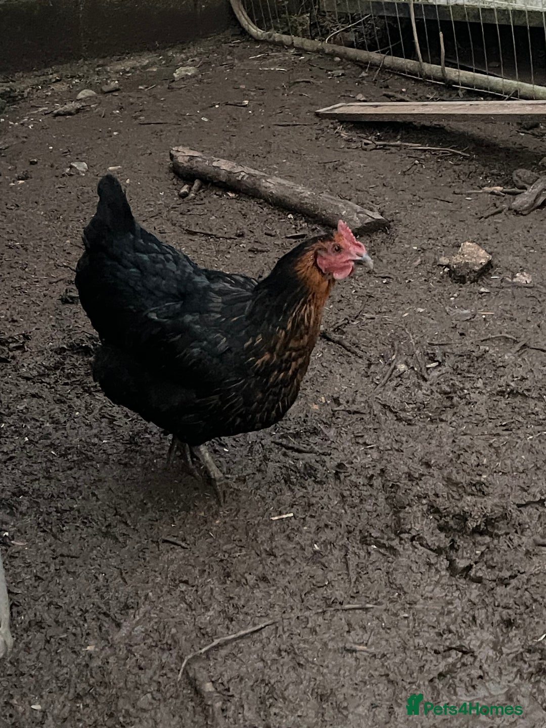 Chickens poultry for sale: Mixture of hens and cockerels - Advert 7