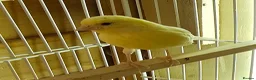 Canaries birds for sale: Beautiful canaries - Advert 5