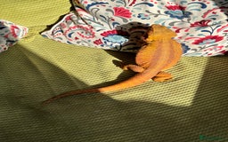 Bearded Dragon reptiles for sale: Mango my bearded dragon and vivarium  - Image 3