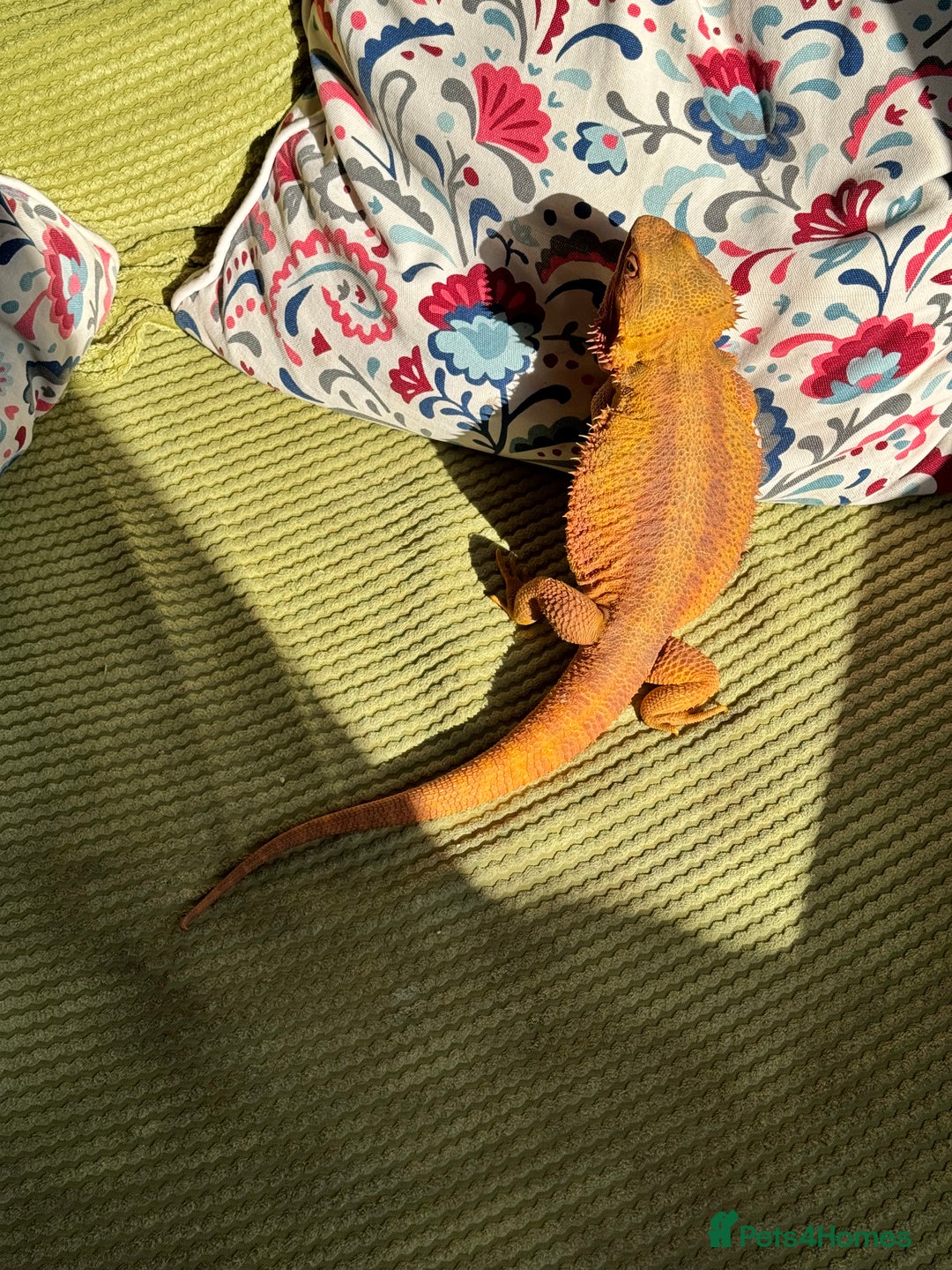Bearded Dragon reptiles for sale: Mango my bearded dragon and vivarium  - Image 3