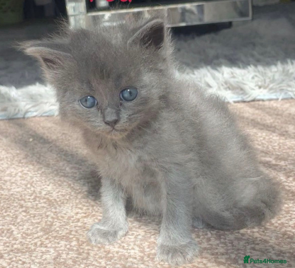 Ragdoll cats Ragdoll / maincoon kittens  - Advert 1