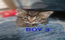 Mixed Breed cats for sale: kittens - Image 10