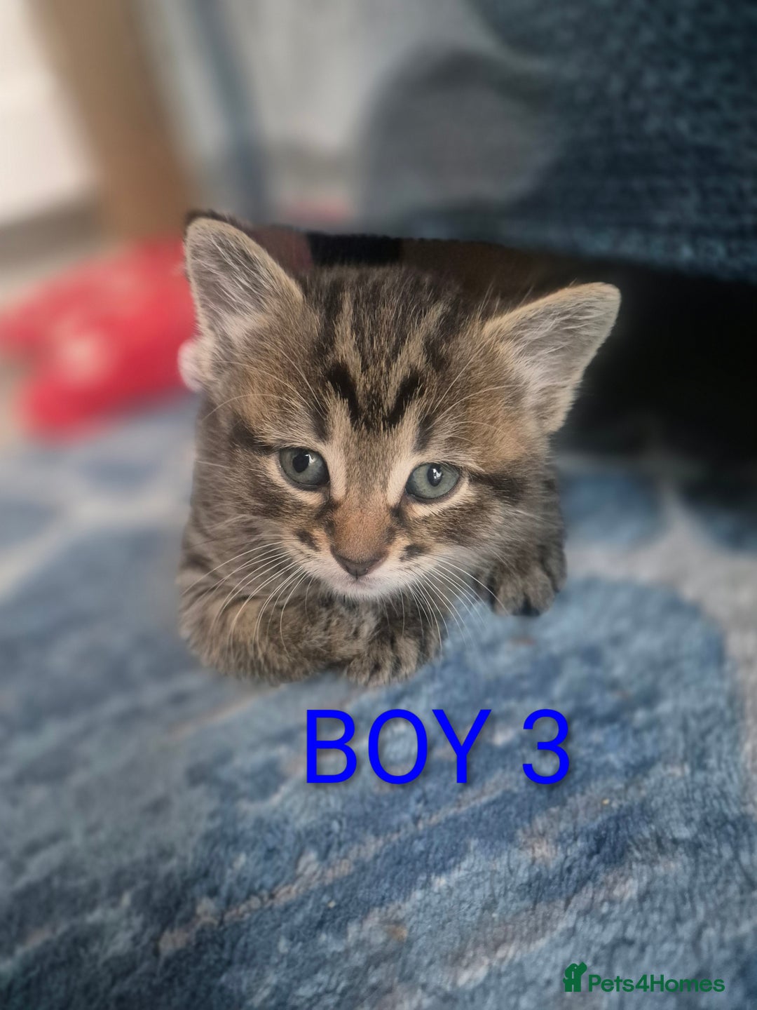 Mixed Breed cats for sale: kittens - Image 10