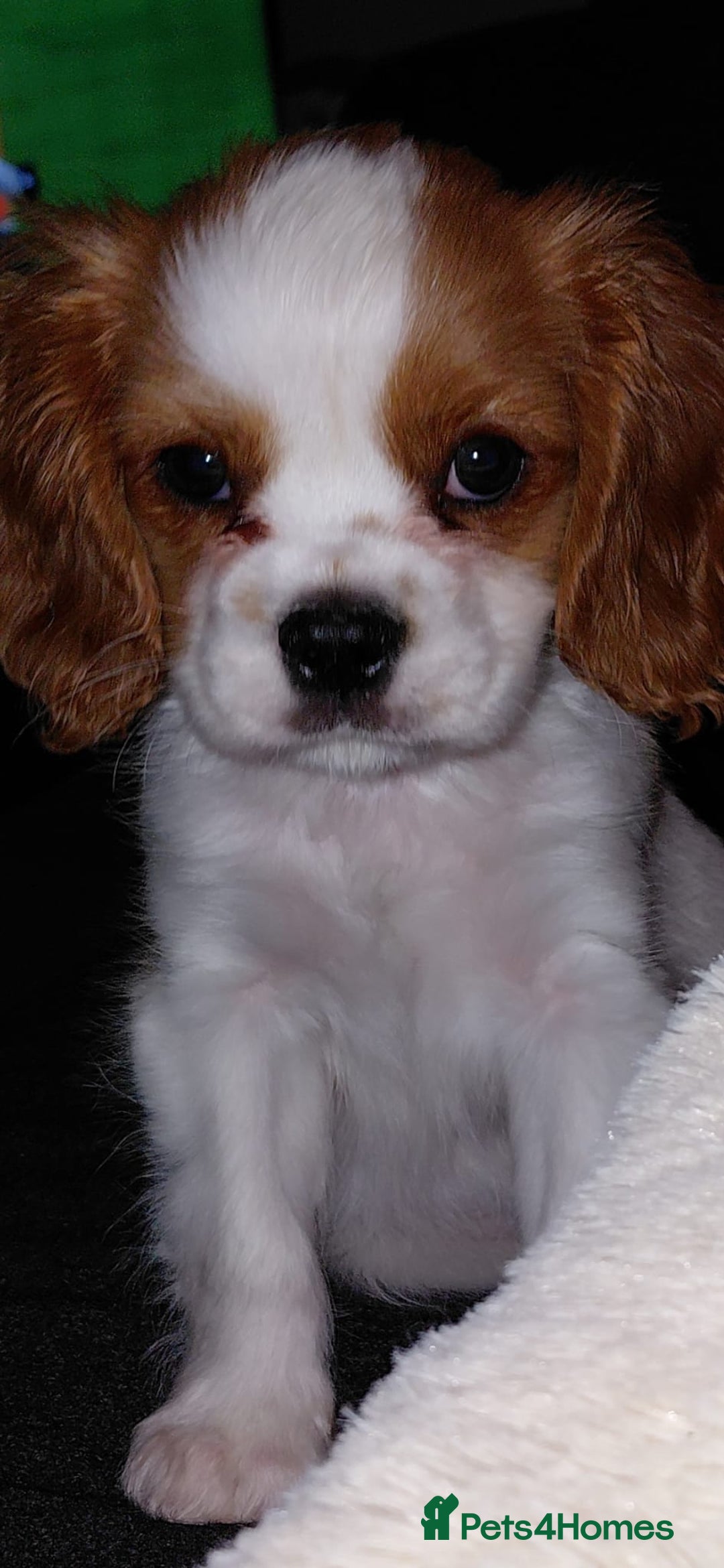 Cavalier King Charles Spaniel dogs for sale: King charles cavalier bleinheim - Advert 5