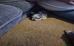 French Bulldog dogs for sale: 3 female french bulldogs - Advert 19