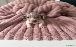 Dachshund dogs for sale: Short hair Miniature Dachshund puppies  - Image 3