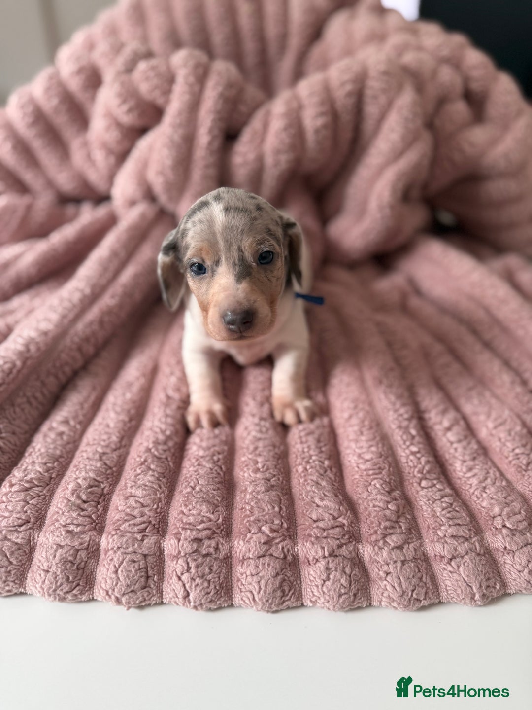 Dachshund dogs for sale: Short hair Miniature Dachshund puppies  - Image 3