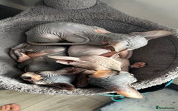 Sphynx cats for sale: Adorable Canadian sphinx - Image 16