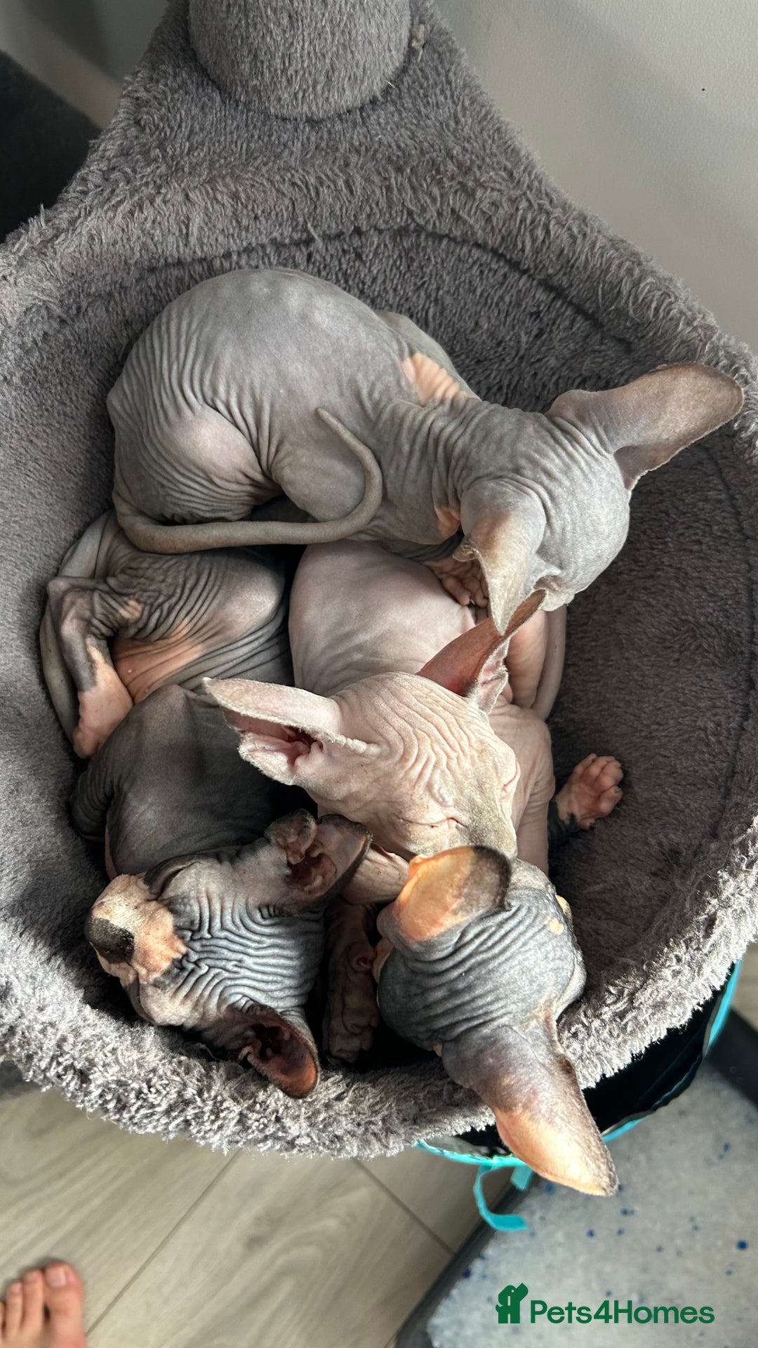 Sphynx cats for sale: Adorable Canadian sphinx - Image 16