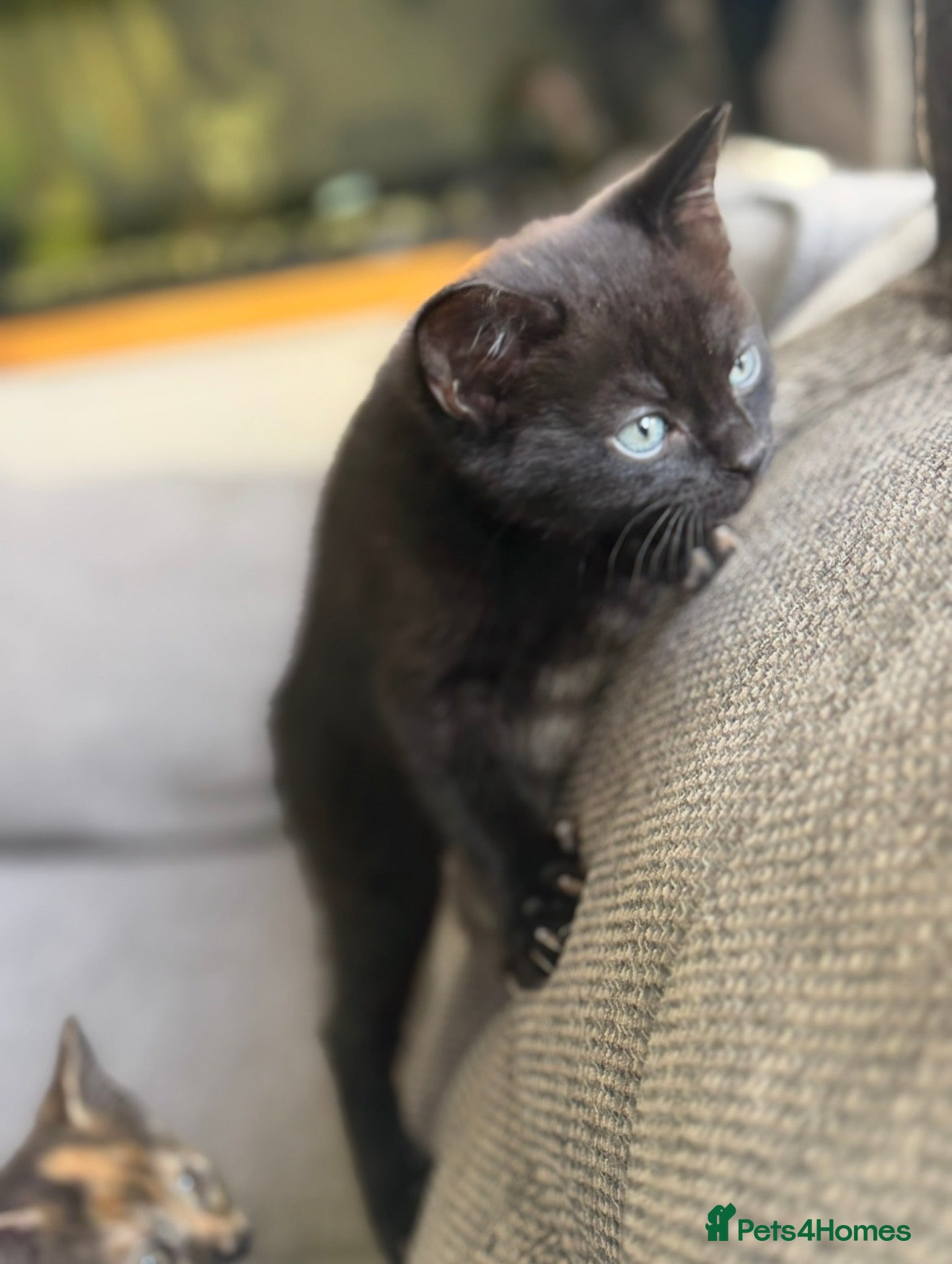 British Shorthair cats British shorthair cross gorgeous boy available now - Advert 11