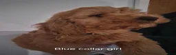Cockapoo dogs for sale: Cockapoo pups - Advert 7
