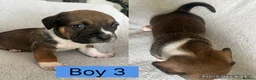 Mixed Breed dogs for sale: Mixed breed puppies  - Advert 6