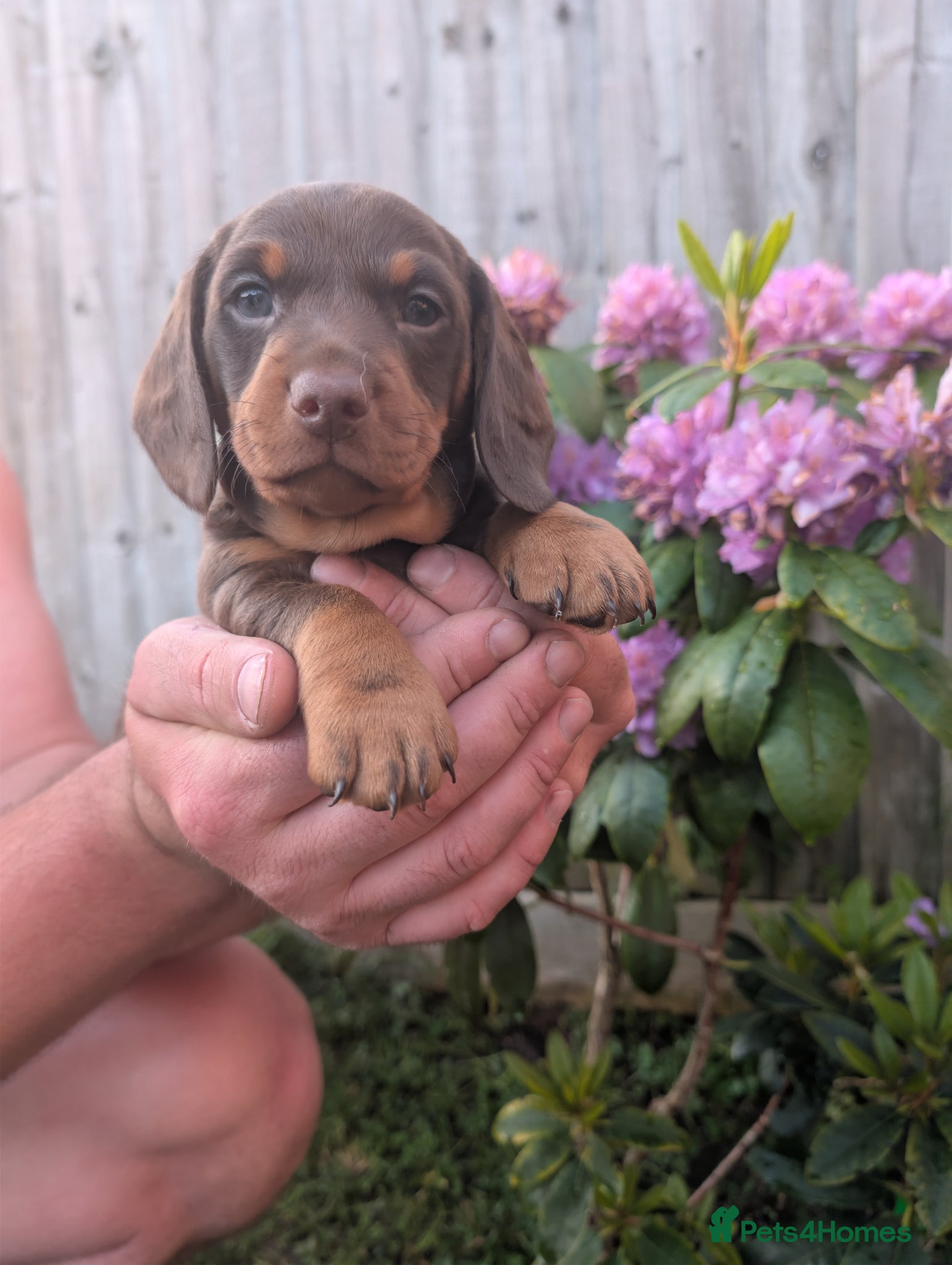 Miniature Dachshund dogs Miniature dachshund puppies - Advert 8