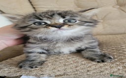 British Shorthair cats for sale: British Short-hair kittens - Image 10
