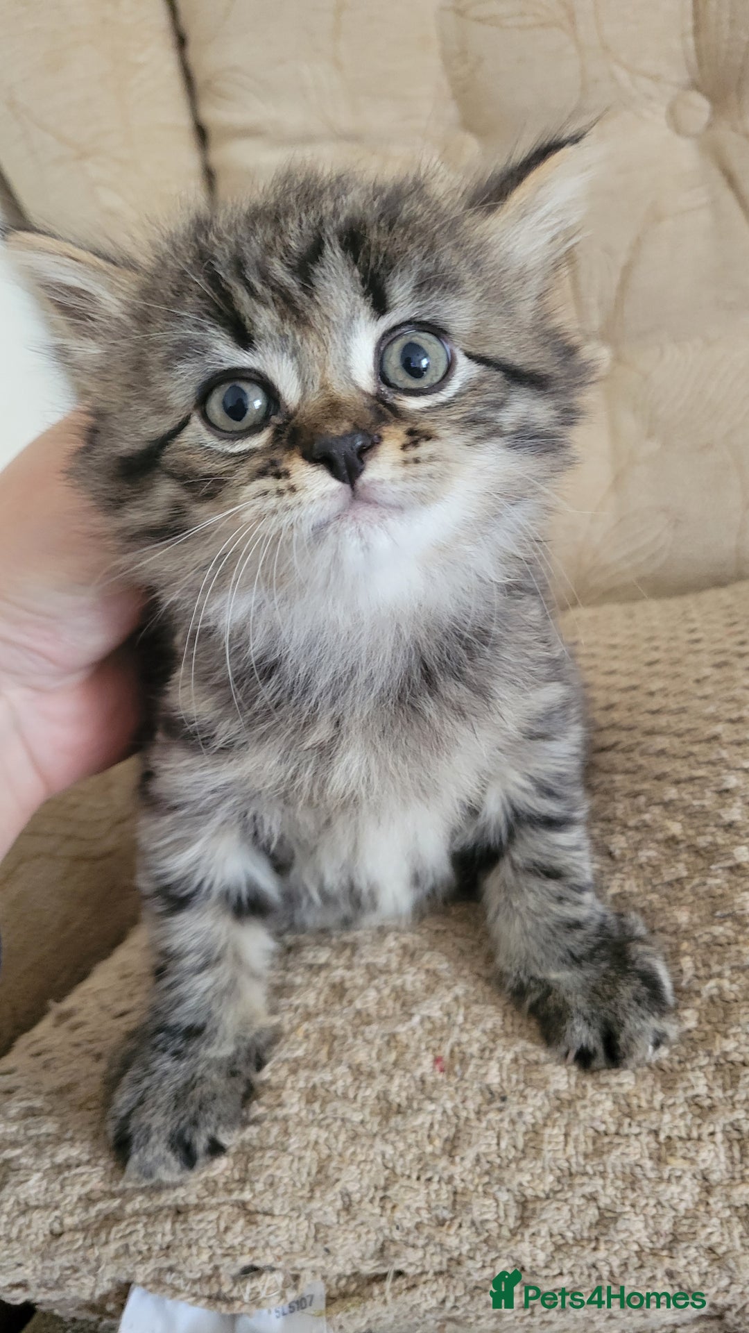 British Shorthair cats for sale: British Short-hair kittens - Image 10