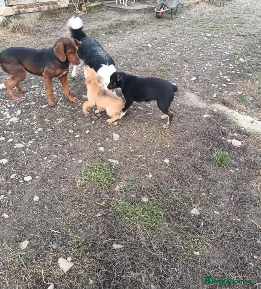 Mixed Breed dogs for adoption: Runa - Norwich Norfolk  - Advert 5