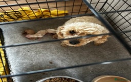 Cockapoo dogs for sale: YANKYDOODLES  ( COCKERPOOS) - Image 19