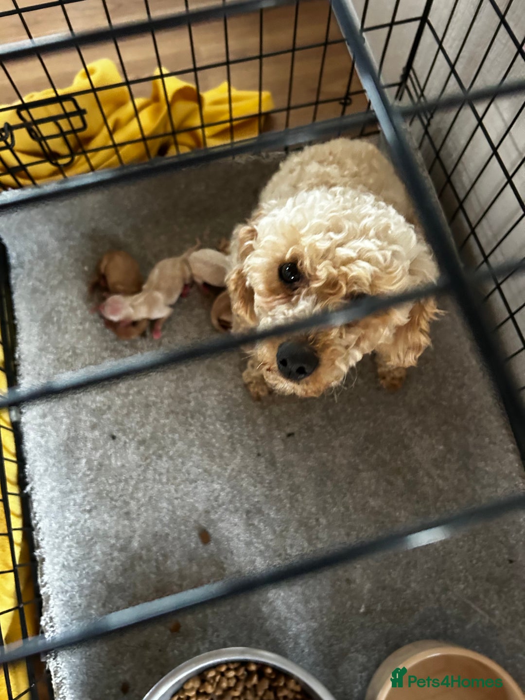 Cockapoo dogs for sale: YANKYDOODLES  ( COCKERPOOS) - Image 19