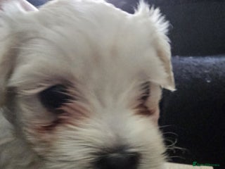 Maltese dogs Beautiful pure maltese for sale - Advert 13