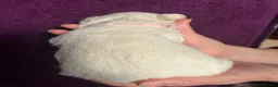 French Bulldog dogs for sale: Fluffy French bulldog puppies - Advert 5