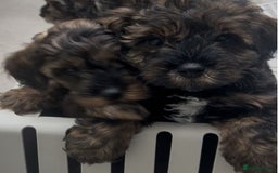 Mixed Breed dogs for sale: Tibetan x Toy Poodle - Image 29