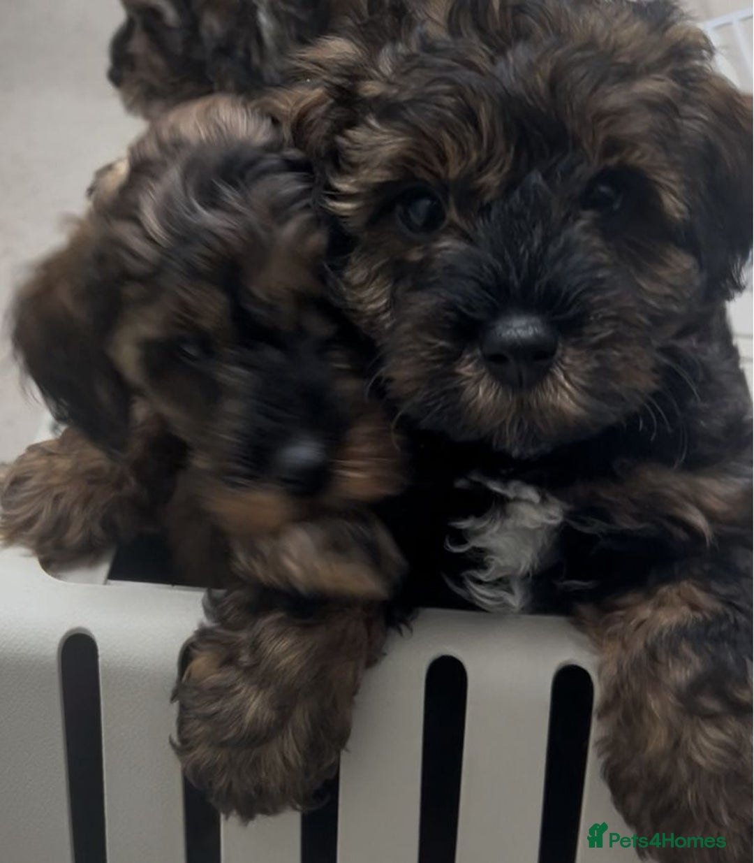 Mixed Breed dogs for sale: Tibetan x Toy Poodle - Image 29
