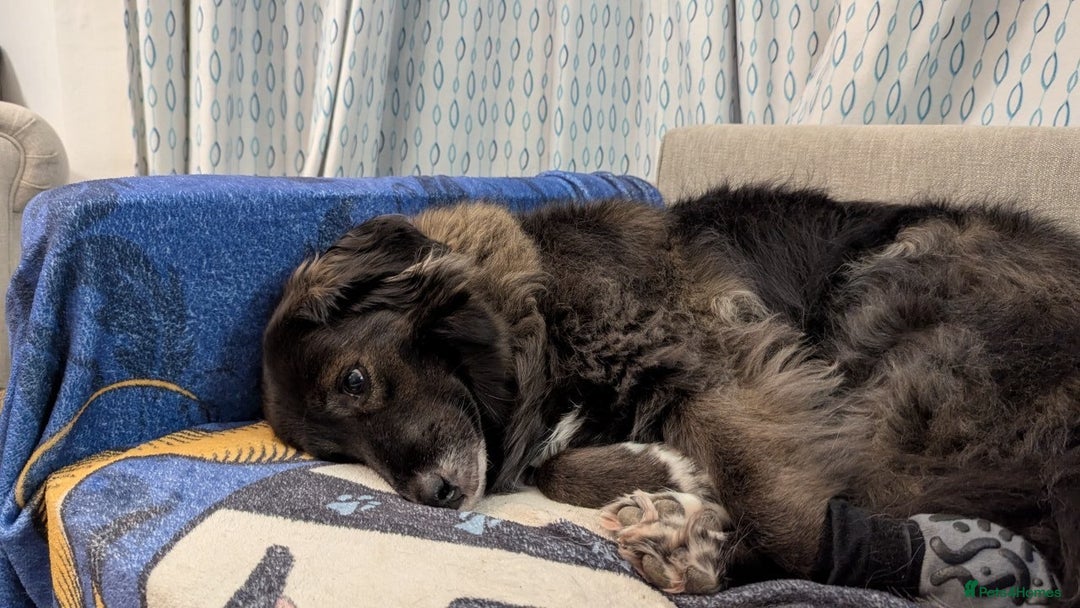 Mixed Breed dogs for adoption: Ruskin - 8 years old, Female, Mixed Breed - Advert 5