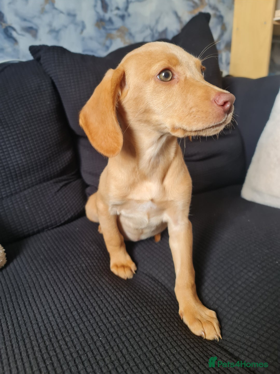 Cockerdor dogs for sale: Lovely pup - Image 2