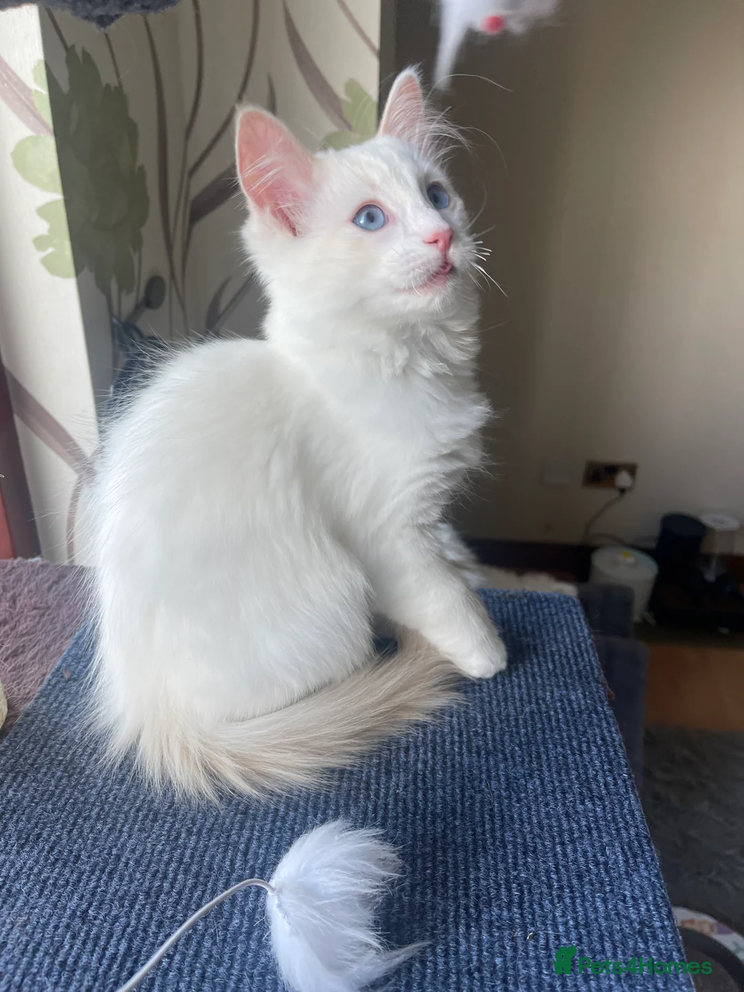 Ragdoll cats for sale: GCCF registered Ragdoll kittens purebred pedigree  - Advert 4