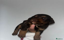Cockapoo dogs for sale: Beautiful cockerpoo puppies  - Image 15