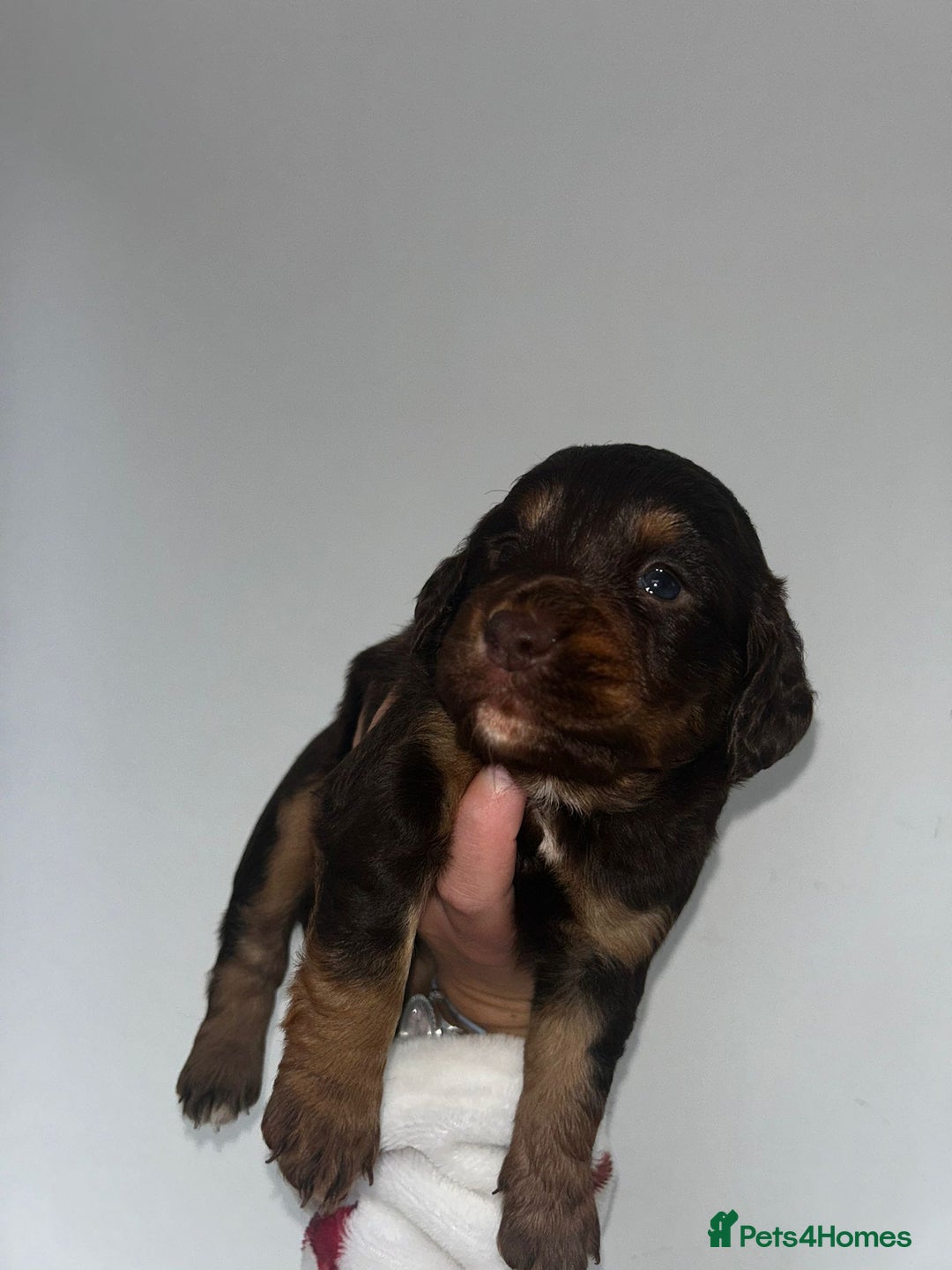 Cockapoo dogs for sale: Beautiful cockerpoo puppies  - Image 15